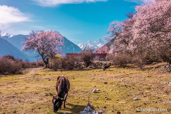 林芝桃花節什么時候開始